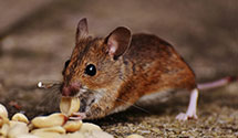 24 Hour & Emergency Exterminators in Little Ferry, NJ